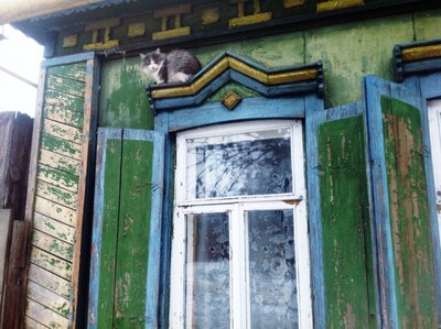 Сызрань. Кот.