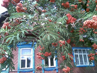 Рябиновая осень