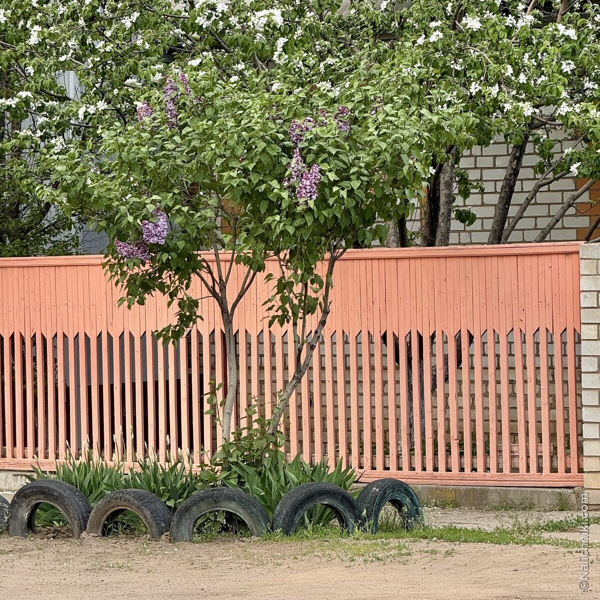 Николаевский